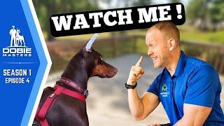 The "Watch Me" Command for Dobermans | Dobie Masters (Season 1 Episode 4)