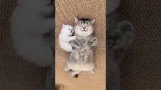 Cats being cats compilation 17 #cats #funny #funnycats #shorts