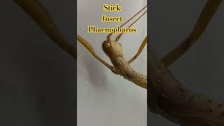 STICK INSECT PHAENOPHAROS IS SO FUNNY. CAME FROM THAILAND. LIVE AT HOME IN UKRAINE.