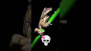 wow animals #animals #viralvideo #nothingimposibleinthisworld