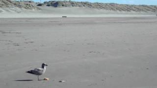 sad seagull