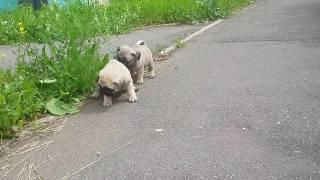 males Sladkaya bulochka Edison & Sladkaya bulochka Einstein