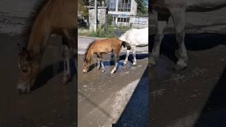 The unfortunate gypsy horses are forced to look for water and food in the city. Gypsy life №5