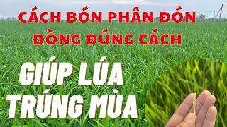 Cách bón phân đón đòng đúng cách giúp lúa gia tăng số hạt trên bông trúng mùa