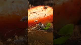 strawberry in a terrarium full of bugs