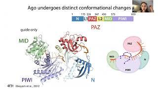 Protein flexibility, conformational changes, and intrinsically disordered regions (IDR's)