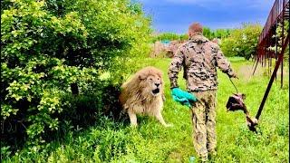 ОЧЕНЬ ЭКСТРЕМАЛЬНО!! Белый лев ПОШЕЛ В АТАКУ на Олега Зубкова и пришлось применять тапок и полотенце