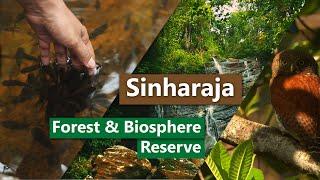 Sinharaja Forest & Biosphere Reserve | Sri Lanka