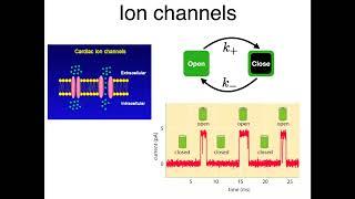 Introduction to Biophysics - 2