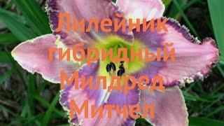 Лилейник гибридный Милдред Митчел  обзор: как сажать, рассада лилейника Милдред Митчел