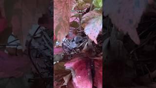 Aww why so cute #trending #viralvideo #home #foryou #birds