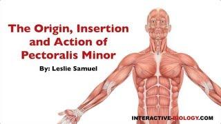 083 The Origin, Insertion, and Action of Pectoralis Minor