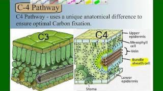 Photosynthesis Part 5: C4 and CAM