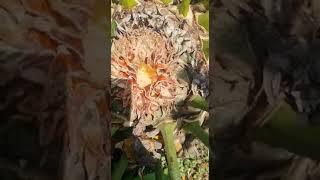 Female Cone Breaks Out Deep  - Cycad World of Innovations