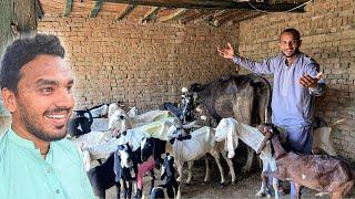 Sab Goats Par Ride Kar Le  || Goat Riding Vlog