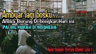 BONGKAR BURUNG.!!! Stok baru datang aneka jenis brung recehan