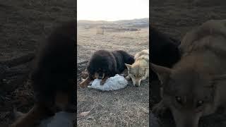 #Wolf intimidated by #mastiff