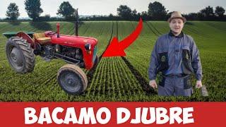 BACAMO DJUBRE NA PŠENICU?! (PRVI PUT U ŽIVOTU BACAM DJUBRE)