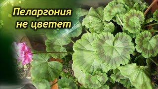 Как заставить Герань цвести? Как добиться обильного цветения Пеларгонии?