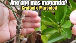 ANO ANG PINAGKAIBA NG MARCOTED AT GRAFTED NA KALAMANSI