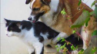 DOGS MATING CATS SUCCESSFULLY VIDEOS COMPILATION 2021 [HD]