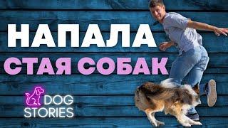 Напала стая собак  Как избежать нападения на улице