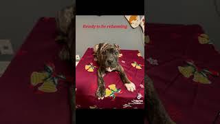 #presacanariopuppies #bullybreed #dog #puppy #presacanario
