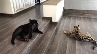 Introducing Junior (Black Jaguar) To Chicago...