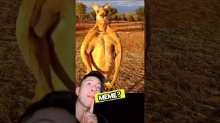 CÓMO SE CREÓ EL MEME DEL “CANGURO MUSCULOSO”?#short #sabiasque #curiosidades #casos #epic