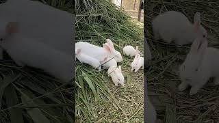 养兔子 Raising Rabbits #shorts #rabbits