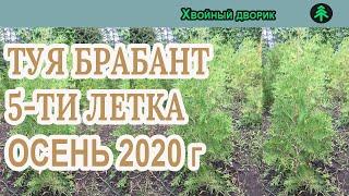 Туя западная Брабант 5-ти летка Сезон осень 2020 года (Обзор)питомник Хвойный дворик