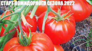 СТАРТ ПОМИДОРНОГО СЕЗОНА 2022/Посев Семян Томата