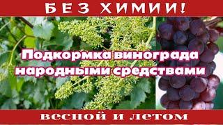 Подкормка винограда весной и летом. Народными средствами