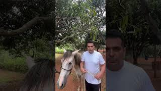 Como Pesar Seu Cavalo com Fita Métrica e Definir a Quantidade de Ração Ideal #cavaloseeguas