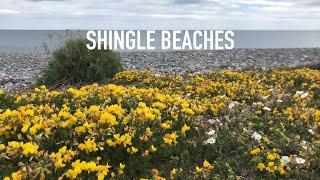 5 in Five: Shingle Beaches