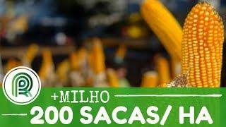 Produção tamanho família: 200 sacas por hectare
