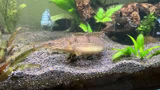 Полиптерус Дельгези (Polypterus delhezi)