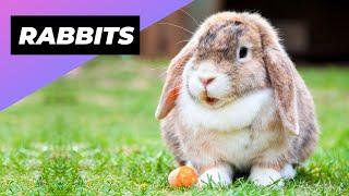 Rabbits  Reasons Why They Make Great Pets