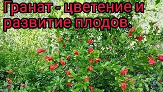 Гранат , этапы  цветения и развития плодов в 2021 году .