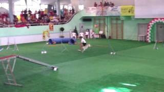 agility ind junior Mike Peter Youry