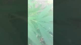 #nature #garden #youtube