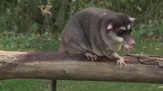 Homework Hotline Zoophily: Four-eyed Opossum