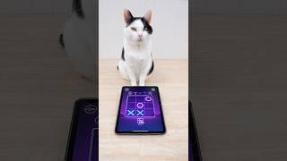 Cat and TIC TAC TOE