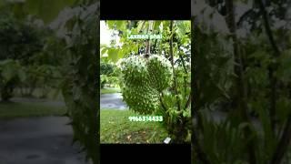  Laxman Phal Fruit Plant – A Rare & Delicious Tropical Wonder! 