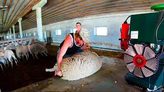 Incredibly Huge Sheep Shearing - Stunning and Satisfying