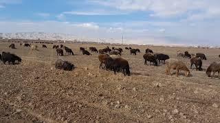 ЭШБЕК ТВ Эшбек саттаровнинг куйлари