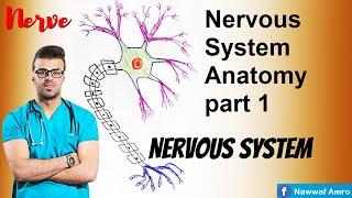Nervous System Anatomy part 1