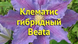 Клематис гибридный Беата. Краткий обзор, описание характеристик, где купить саженцы clematis Beata