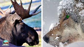 The Fascinating Ecology of Isle Royale's Wolves | Isle Royale National Park