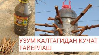 УЗУМ КАЛТАГИДАН КУЧАТ ТАЙЁРЛАШ СИРИ ТЕЗ КУРИНГ